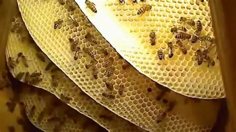 金桂 蜜蜂在家筑巢
